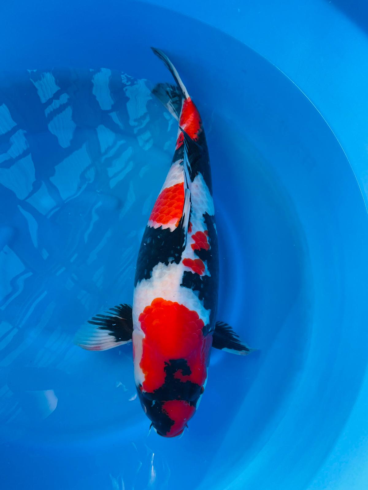 5e0d1acd-b37c-4a83-9477-da4cc3b3289e