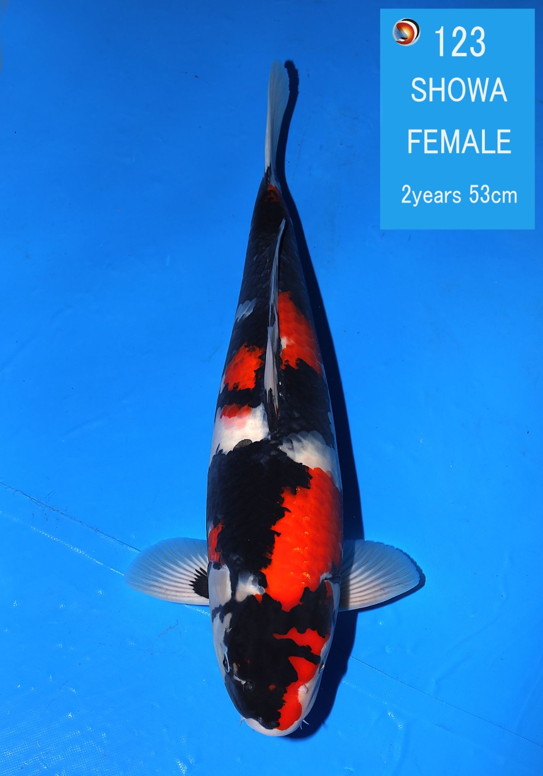 729667cd-8d40-4b0c-b938-768201306df8