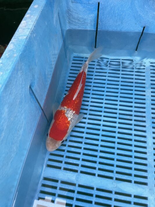 IMG_2243 2 IMG_2243 2