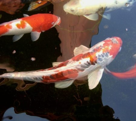 Koi parasieten bestrijden